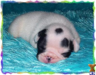 French Bulldog Puppies for Sale